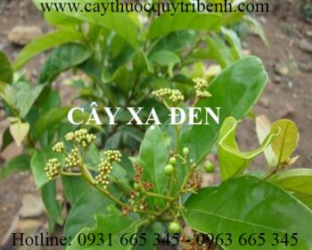 địa chỉ mua cây xạ đen uy tín chất lượng giúp điều trị viêm gan hiệu quả nhất