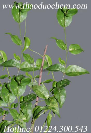 Công dụng của lá chè vằng | mua bán lá chè vằng sẻ lợi sữa giảm cân