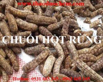 Mua bán chuối hột rừng tại huyện phúc thọ chữa bệnh đau lưng tốt nhất