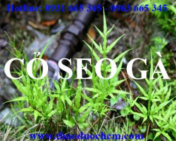 Công dụng của cỏ seo gà trong điều trị viêm thận hiệu quả nhất