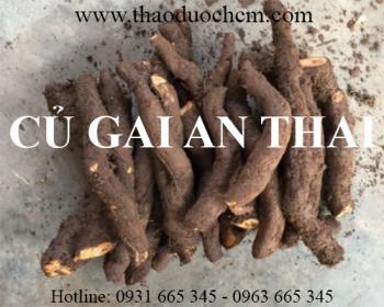Mua bán củ gai an thai tại huyện thạch thất có tác dụng trị viêm tử cung 