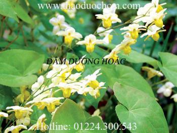 Mua bán dâm dương hoắc ở quảng nam có tác dụng trị bán thân bất toại