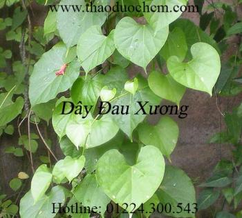 Mua bán dây đau xương tại bắc kạn có tác dụng điều trị bong gân rất tốt