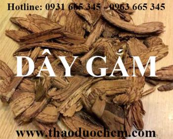 Mua bán dây gắm tại huyện thạch thất giúp lợi tiểu hiệu quả rất cao