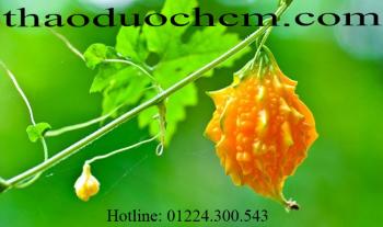 Mua bán khổ qua rừng tại bình dương có tác dụng tiêu sưng hiệu quả