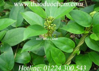 Mua bán dây thìa canh uy tín tại quảng trị cải thiện đường huyết rất tốt