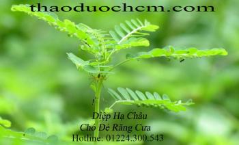 Mua bán diệp hạ châu ở quảng nam giúp điều trị bệnh viêm họng tốt nhất