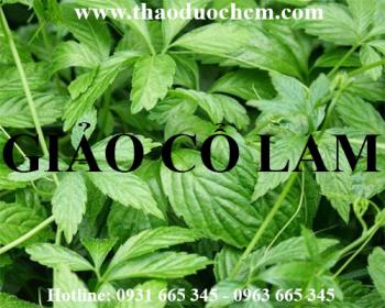 địa chỉ mua giảo cổ lam giúp điều trị tai biến ngẵn ngữa xơ vữa động mạch