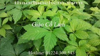 Mua giảo cổ lam ở đâu tại tp hcm ???