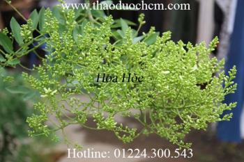 Mua hoa hòe ở đâu tại tp hcm ???