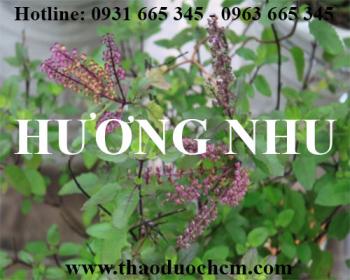 Mua bán hương nhu tại huyện mỹ đức có tác dụng giúp tóc bóng mượt