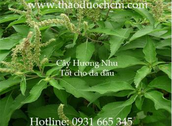 Mua bán hương nhu tại nghệ an có tác dụng điều trị cảm sốt đau bụng