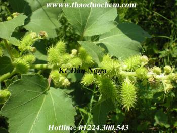 Mua bán ké đầu ngựa tại quận 2 giúp điều trị  bệnh viêm xoang tốt nhất