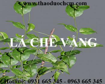 Mua bán lá chè vằng sẻ tại quận ba đình giúp kích thích tuyến sữa tốt nhất