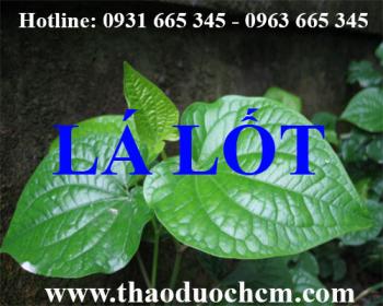 Mua bán lá lốt tại huyện ứng hòa hỗ trợ điều trị ra mồ hôi tay chân