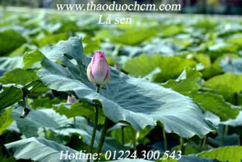 Mua bán lá sen khô ở quảng nam hỗ trợ điều trị ho ra máu hiệu quả