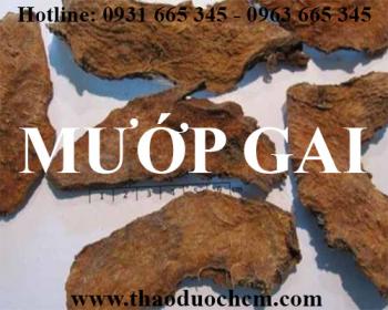 Mua bán cây mướp gai tại huyện phú xuyên có tác dụng chữa ho viêm họng