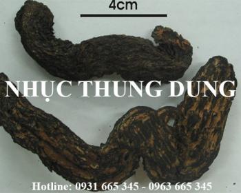 Mua bán nhục thung dung tại huyện chương mỹ rất tốt trong việc nhuận tràng