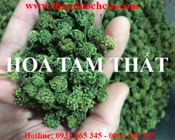 Mua hoa tam thất ở đâu tại hà nội uy tín chất lượng nhất ???