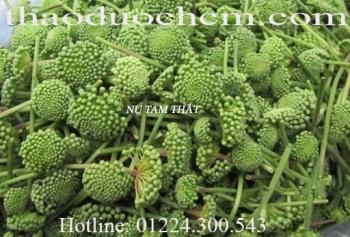 Mua bán hoa tam thất tại kiên giang có tác dụng trị bệnh trí nhớ kém