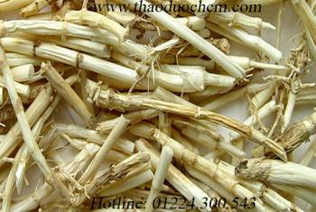 Mua bán rễ cỏ tranh tại bình chánh | rễ cỏ tranh điều trị hen suyễn