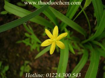 Sâm cau | mua bán sâm cau| sâm cau giúp tráng dương bổ thận hiệu quả