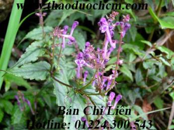 Bán chi liên | công dụng của bán chi liên| bán chi liên chữa bệnh gì ???
