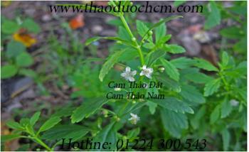 Mua cam thảo đất quận 4 giúp điều trị viêm loét dạ dày uy tín nhất