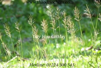 Mua cỏ may ở quận phú nhuận giúp thanh nhiệt cơ thể tốt nhất