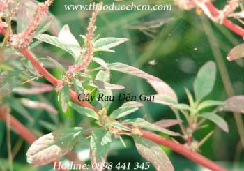 Mua cây dền gai tại quận 11 giúp điều trị đau cột sống hiệu quả nhất