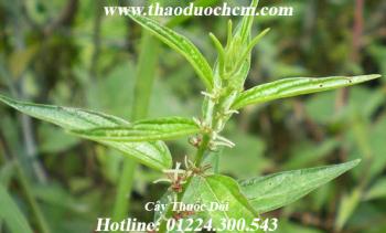 Mua bán cây thuốc dòi tại bình thạnh giúp ngăn ngừa nhiễm lao hiệu quả