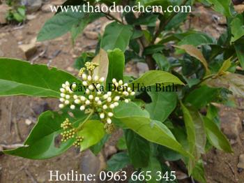 Mua bán cây xạ đen tại bắc giang có công dụng điều trị ung thư tốt nhất