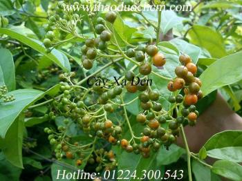 Mua cây xạ đen ở đâu tại tp hcm ???