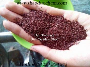 Mua bán hạt đình lịch tại thủ đức giúp ngăn ngừa mụn tái phát uy tín