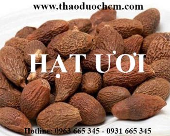 Mua bán hạt ươi tại huyện hoài đức giúp điều trị nóng trong người hiệu quả