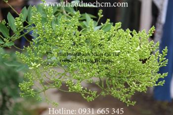 Mua bán hoa hòe chất lượng tại cần thơ nâng cao thể trạng hiệu quả nhất