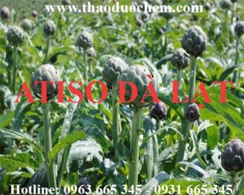 Mua bán hoa atiso tại huyện đan phượng giúp điều trị viêm thận cấp tốt nhất