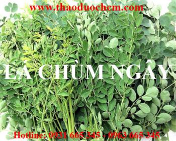 Mua lá chùm ngây ở đâu tại tphcm ???