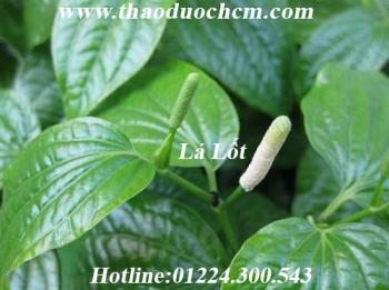 Mua bán lá lốt tại quận 10 điều trị suy thận, mụn nhọt hiệu quả nhất