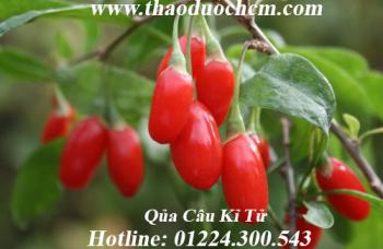 Mua bán câu kỉ tử tại bình chánh tốt cho bệnh nhân mắc bệnh về hô hấp