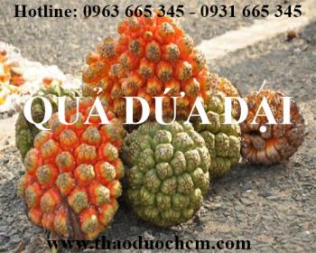 Mua bán quả dứa dại tại quận hà đông hỗ trợ trị cảm nắng hiệu quả nhất