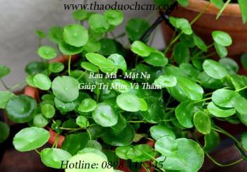 Mua bán rau má tại quận phú nhuận giúp tri thâm, thanh mát cơ thể 