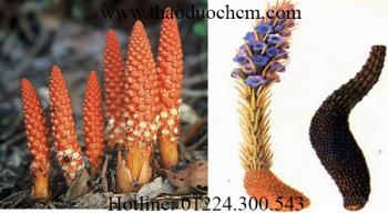 Mua bán nhục thung dung tại hóc môn có tác dụng hạ huyết áp