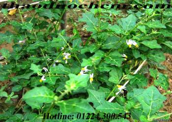 địa chỉ mua bán cà gai leo tại quận 1 điều trị bệnh gan tốt nhất