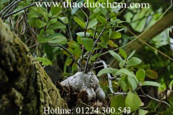 Mua bán cây bí kì nam tại quận 7 có tác dụng lợi tiểu hiệu quả nhất