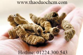 Mua bán củ ba kích tím tại quận phú nhuận giúp làm mạnh gân cốt