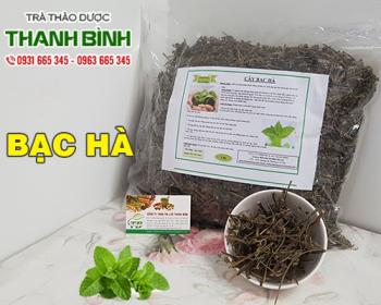 Mua bán bạc hà tại huyện từ liêm giúp khử khuẩn khử mùi an toàn nhất