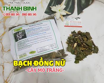 Mua bán bạch đồng nữ (mò trắng) ở huyện củ chi hỗ trợ trị bệnh bạch đới nữ