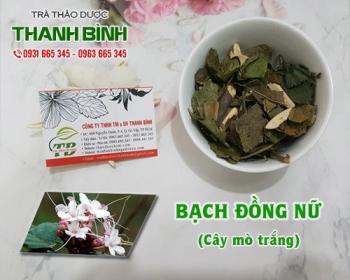 Mua bán bạch đồng nữ tại huyện thanh trì giúp giảm tiểu đục và nóng trong