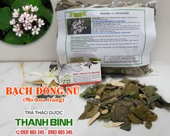 Mua bán bạch đồng nữ tại bình thuận giúp điều trị vàng da hiệu quả nhất